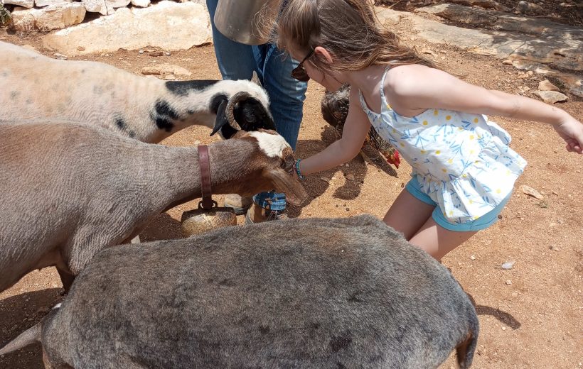 Naxian Farm Experience with hands on Cheese Making activity